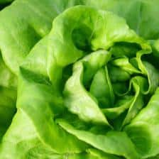Lettuce health benefits and therapeutic value