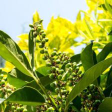 Cherry laurel, a nice shrub for hedges