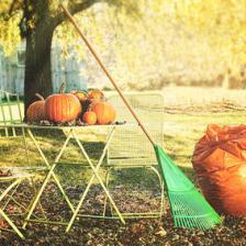 The complete guide to spending November in the garden