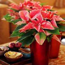 Poinsettia after Christmas