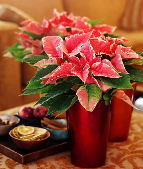 How To Make Poinsettia Red Again After Christmas Poinsettia After Christmas