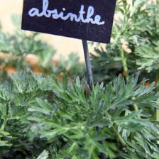 Absinthe, it bestows many benefits