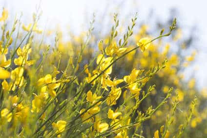 gorse and french broom gorse and french broom