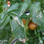 tomato tomato pinworm, leafminer