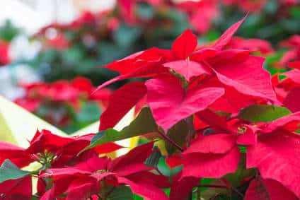 How To Make Poinsettia Red Again After Christmas How To Make Poinsettia Red Again