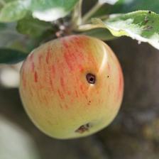 Codling moth, the fruit worm