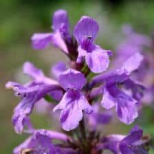 Penstemon, bright colors