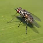 fruit fly