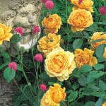 rose tree diseases