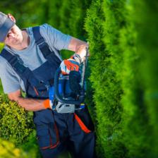 Trimming hedges, the right time