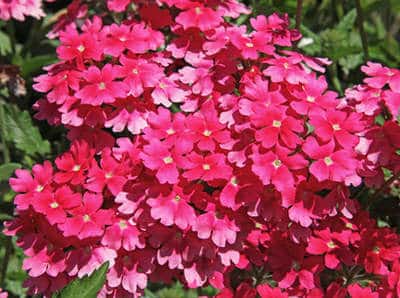Garden verbena , advice on caring for it