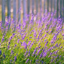 Lavender, a welcoming summer flower.