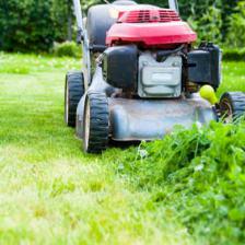 Renovating a lawn in spring