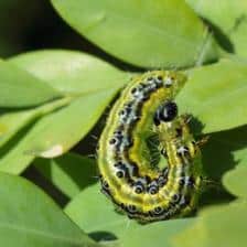 Boxwood tree moth, techniques and treatments to avoid and treat these parasites