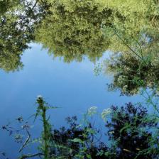 Set up a natural pond