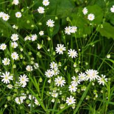 Weeds that are full of benefits