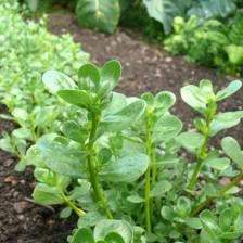 Purslane from seed to harvest