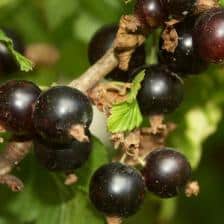Blackcurrant, small but bountiful