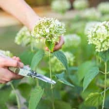 All there is to know about pruning hydrangeas