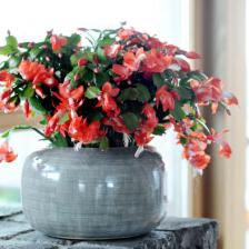Christmas cactus, perfect for hanging flower arrangements