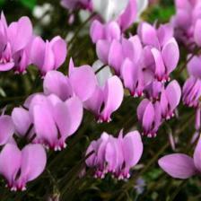 Ivy leaf cyclamen, for a marvelous carpet of flowers