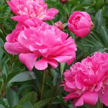 Divide your perennials!