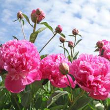 Herbaceous peonies, oriental beauties