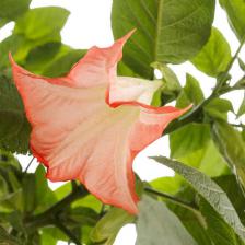 Datura tips and guidance for the best possible care