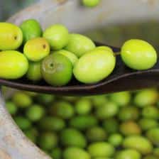 ‘Picholine’ olives, a taste of Provence
