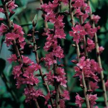 Daphne, a winter flower