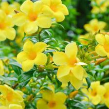 Allamanda, the Golden Trumpet