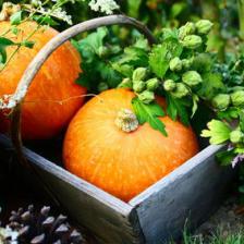 Fall, Autumn, the ideal season to prepare your garden