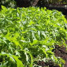 Mizuna cabbage, japanese greens