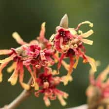 Winter blooming shrubs