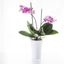 Orchids, daughters of light