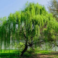 Willows for gardens both big and small