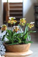 Paphiopedilum orchid