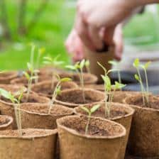Sowing and seedling calendar for the vegetable patch