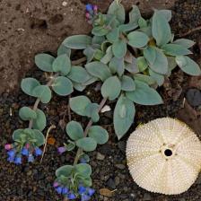 Mertensia maritima, the oyster plant