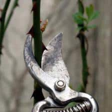 In March, prune your roses!