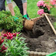 How to plant a tree or shrub