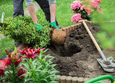 Planting Trees Shrubs And Rose How To Plant A Tree Or Shrub