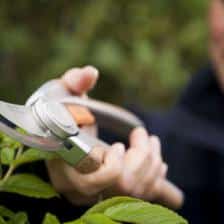 Pruning trees and shrubs