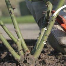 Pruning Hybrid Tea roses