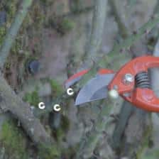 Pruning climbing rose trees