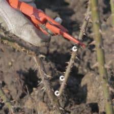Pruning English rose trees
