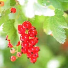 Plant your own currants!