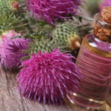 Burdock therapeutic benefits