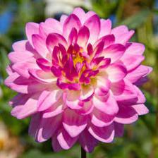 Dahlia, unique garden flowers