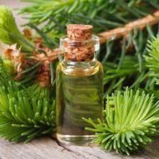 Black spruce, it heals many ailments